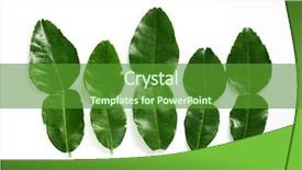  Presentation with lime - PPT theme having kaffir lime leaves background and a tawny brown colored foreground