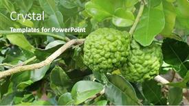  Presentation with home garden - Slide deck consisting of kaffir-limes-growing-on-tree background and a tawny brown colored foreground