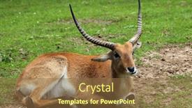  Presentation with wildlife - Beautiful PPT theme featuring kafue-lechew-kobus-leche-kafuensis backdrop and a tawny brown colored foreground