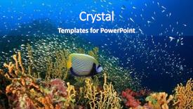  Presentation with tropical reef fish - Audience pleasing PPT layouts consisting of kaiser - coral reef and tropical fish backdrop and a teal colored foreground