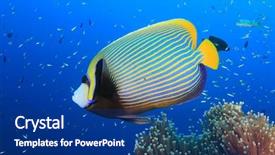  Presentation with fish ocean - Slide deck having kaiser - emperor angelfish fish in ocean background and a ocean colored foreground