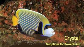  Presentation with fish - Presentation theme enhanced with kaiser - emperor angelfish fish background and a tawny brown colored foreground