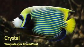  Presentation with tropical - Beautiful presentation theme featuring kaiser - emperor angelfish pomacanthus imperator tropical backdrop and a wine colored foreground