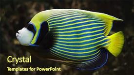  Presentation with tropical fruit and vegetable - Amazing presentation theme having kaiser - emperor angelfish pomacanthus imperator tropical backdrop and a wine colored foreground