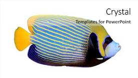  Presentation with tropical reef fish - PPT theme enhanced with kaiser - emperor angelfish tropical fish isolated background and a white colored foreground