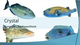  Presentation with puffer - Presentation theme enhanced with kaiser - reef fish isolated triggerfish puffer background and a light blue colored foreground