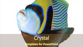  Presentation with tropical reef fish - Presentation theme enhanced with kaiser - tropical fish isolated emperor angelfish background and a tawny brown colored foreground