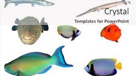  Presentation with puffer - Amazing presentation having kaiser - tropical reef fish isolated barracuda backdrop and a sky blue colored foreground