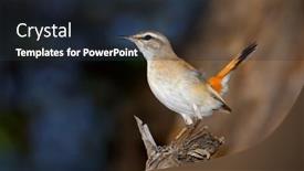  Presentation with kalahari - Presentation with kalahari-scrub-robin-cercotrichas-paena background and a tawny brown colored foreground