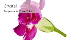  Presentation with bud - Colorful PPT theme enhanced with kalanchoe calandiva flower bud head close up macro shot isolated on white background backdrop and a white colored foreground