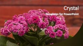  Presentation with purple flowers - Beautiful PPT theme featuring kalanchoe calandiva flowers in a purple pot backdrop and a tawny brown colored foreground