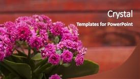  Presentation with purple flowers - PPT theme consisting of kalanchoe calandiva flowers in a purple pot background and a tawny brown colored foreground