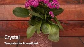  Presentation with purple flowers - Presentation theme enhanced with kalanchoe-calandiva-flowers background and a tawny brown colored foreground