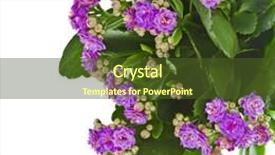  Presentation with succulent - Cool new theme with kalanchoe flower tropical succulent plant backdrop and a tawny brown colored foreground