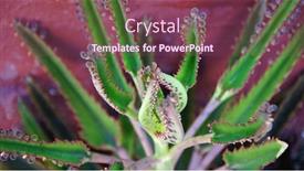  Presentation with tropical - Audience pleasing presentation design consisting of kalanchoe-in-a-tropical-garden backdrop and a violet colored foreground