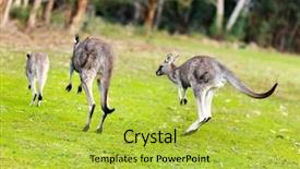  Presentation with kangaroo - PPT theme having kangaroo - kangaloo jumping background and a yellow colored foreground