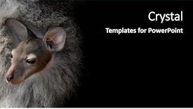 Presentation with black baby - Cool new theme with kangaroo care - baby joey wallaby in mummies backdrop and a black colored foreground