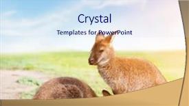  Presentation with kangaroo - Theme featuring kangaroo feeding suckling grassy field on sunny day australia background and a sky blue colored foreground