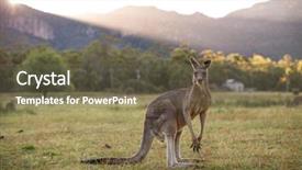  Presentation with kangaroo - Amazing slide set having kangaroo grampians victoria australia backdrop and a tawny brown colored foreground