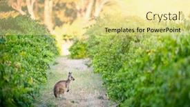 Presentation with kangaroo - Presentation theme with kangaroo-in-adelaide-hills-vineyard background and a blonde colored foreground