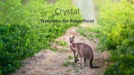  Presentation with kangaroo - PPT theme consisting of kangaroo-in-south-australian-vineyard background and a yellow colored foreground
