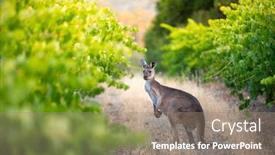  Presentation with vineyard - Audience pleasing presentation theme consisting of kangaroo-in-south-australian-vineyard backdrop and a gray colored foreground