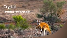  Presentation with kangaroo - Slides enhanced with kangaroo in the flinders ranges background and a violet colored foreground