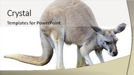  Presentation with kangaroo - PPT layouts featuring kangaroo isolated on white background background and a light gray colored foreground