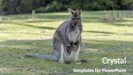  Presentation with kangaroo - Slide set having kangaroo mother common wallaroo macropus background and a gray colored foreground