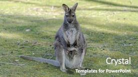  Presentation with kangaroo - Cool new slide set with kangaroo mother common wallaroo macropus backdrop and a violet colored foreground