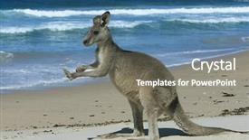  Presentation with kangaroo - Theme enhanced with people rest and relationships concept - happy couple sleeping in bed at home background and a cream colored foreground