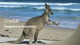  Presentation with kangaroo - Colorful presentation theme enhanced with kangaroo on beach backdrop and a gray colored foreground
