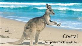  Presentation with kangaroo - Theme having kangaroo on beach background and a soft green colored foreground