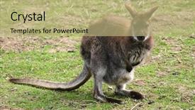  Presentation with kangaroo - Cool new theme with kangaroo on grassland backdrop and a mint green colored foreground