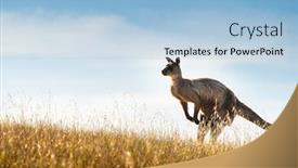  Presentation with kangaroo - Slide set with kangaroo-on-kangaroo-island-south background and a light blue colored foreground