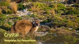  Presentation with kangaroo - Amazing presentation design having kangaroo on kangaroo island south backdrop and a tawny brown colored foreground