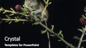  Presentation with kangaroo - Colorful slides enhanced with kangaroo rat on twig backdrop and a black colored foreground