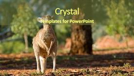  Presentation with kangaroo - Beautiful slide set featuring kangaroo tips its head back backdrop and a  colored foreground