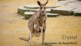  Presentation with kangaroo - Cool new slides with kangaroo walks in the z00 backdrop and a yellow colored foreground