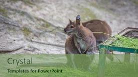  Presentation with kangaroo - Presentation design consisting of kangaroo-with-a-small-child background and a seafoam green colored foreground