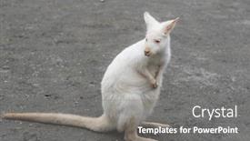  Presentation with kangaroo - Theme enhanced with kangaroo-with-albinism-at-zoo background and a gray colored foreground