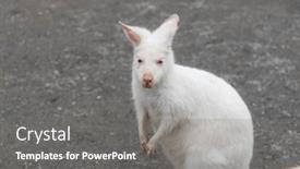  Presentation with kangaroo - Presentation featuring kangaroo-with-albinism-at-zoo background and a gray colored foreground