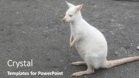  Presentation with kangaroo - Presentation theme having kangaroo-with-albinism-at-zoo background and a gray colored foreground