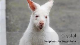  Presentation with kangaroo - PPT layouts with kangaroo-with-albinism-at-zoo background and a light gray colored foreground