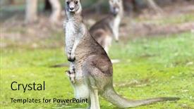  Presentation with kangaroo - Theme featuring kangaroo with baby alert background and a yellow colored foreground