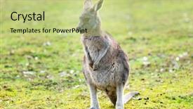  Presentation with kangaroo - Theme with kangaroo background and a mint green colored foreground