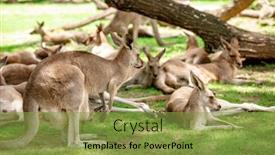  Presentation with queensland - PPT layouts having kangaroos-and-wallabies background and a gold colored foreground