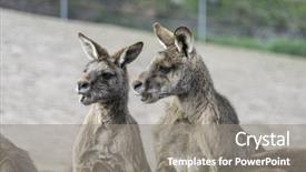  Presentation with kangaroo - Beautiful presentation design featuring kangaroos backdrop and a gray colored foreground