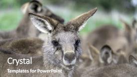  Presentation with kangaroo - Presentation featuring kangaroos background and a gray colored foreground