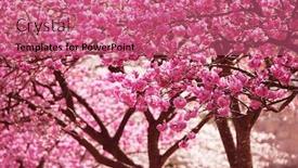  Presentation with cherry blossom - Colorful presentation theme enhanced with kanhizakura-cherry-blossom-on-full backdrop and a coral colored foreground